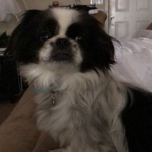 Meet your Posher, Porscha